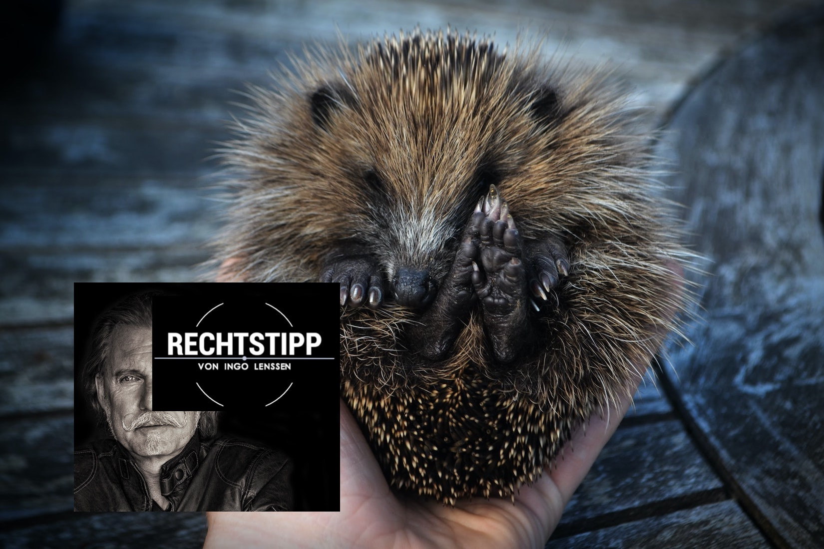 Igel_unsplash
